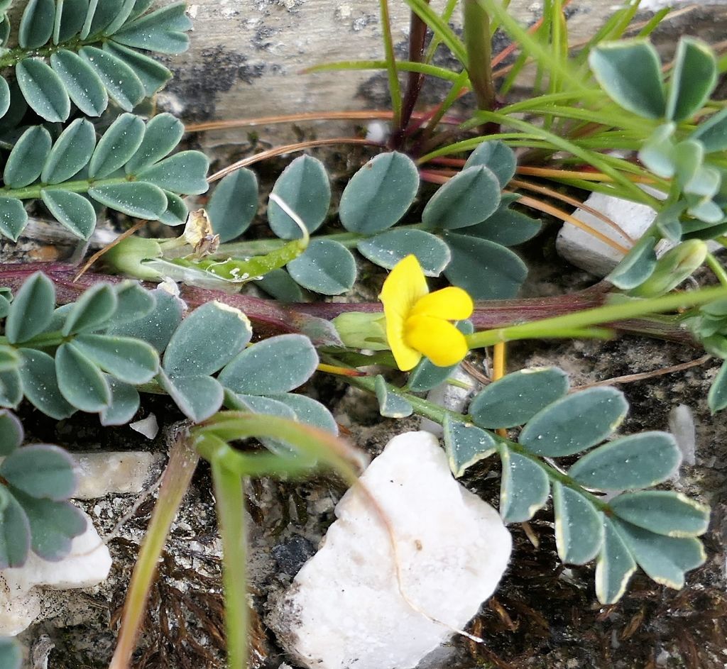 Hippocrepis unisiliquosa? No,  Hippocrepis biflora